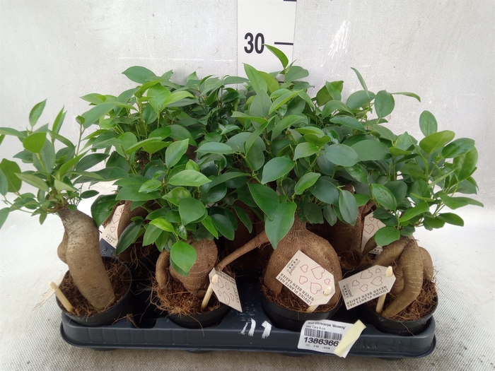 <h4>Ficus microcarpa 'Ginseng'</h4>