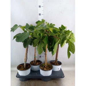 Ficus carica