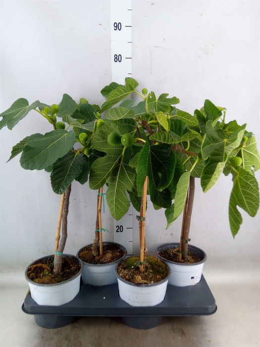 <h4>Ficus carica</h4>