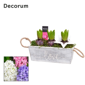 Hyacint Claire HL12902 [PURE]