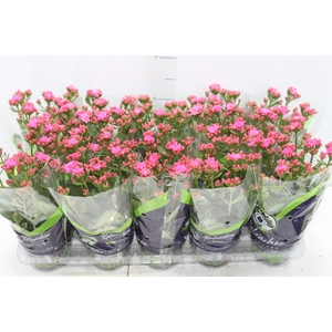 KALANCHOE DOBRADO P11 PINK