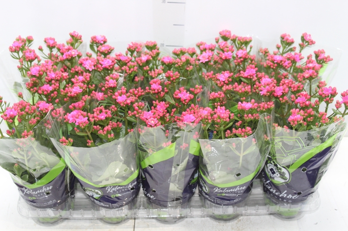 <h4>KALANCHOE DOBRADO P11 PINK</h4>