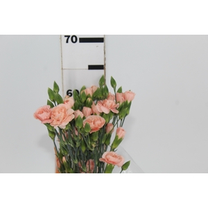 CRAVO SPRAY HAMADA 060 CM