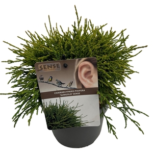 Chamaecyparis p. 'Sungold' sense