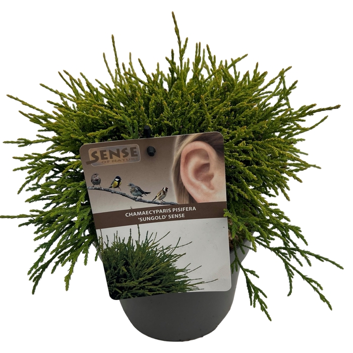 <h4>Chamaecyparis p. 'Sungold' sense</h4>