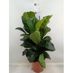 Ficus lyrata 'Bambino'