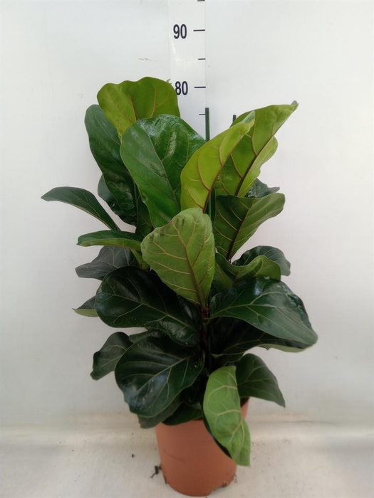<h4>Ficus lyrata 'Bambino'</h4>