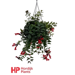 Aeschynanthus 'Caro Improved'; bloeiend