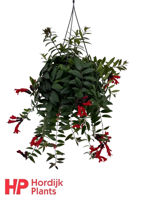 <h4>Aeschynanthus 'Caro Improved'; bloeiend</h4>