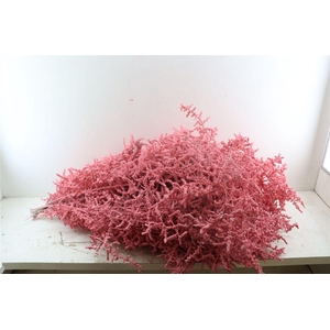 Sprengerie Wild Snow Roze P Stem