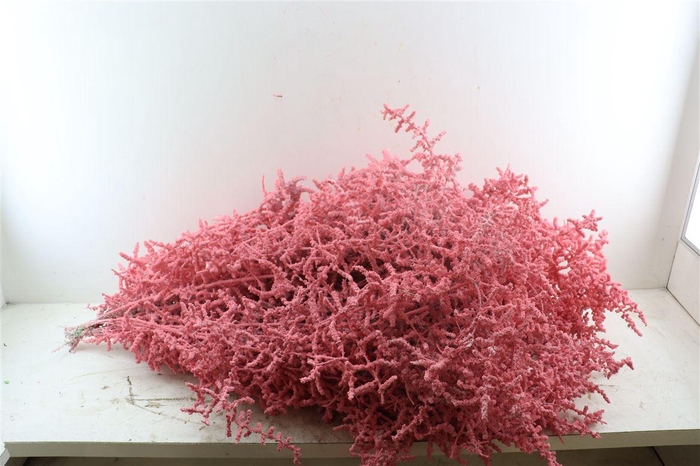 <h4>Sprengerie Wild Snow Roze P Stem</h4>