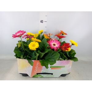 Gerbera  'Open Air'   ...mix