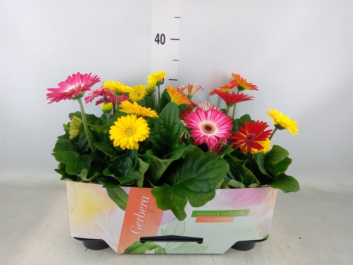 <h4>Gerbera  'Open Air'   ...mix</h4>