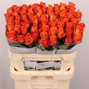 R Gr Orange Wave