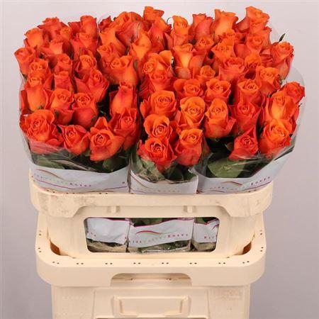 <h4>R Gr Orange Wave</h4>