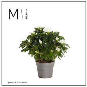 Mimesis Azalea AIKO - 13cm White
