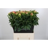 Paeonia Coral Sunset