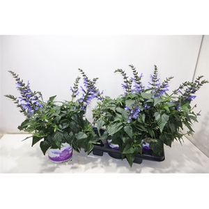 arr8 Salvia Lake Como