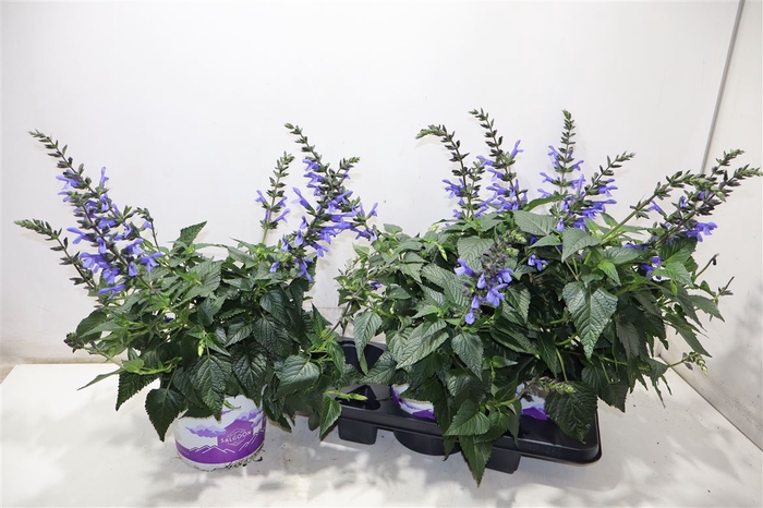 <h4>arr8 Salvia Lake Como</h4>
