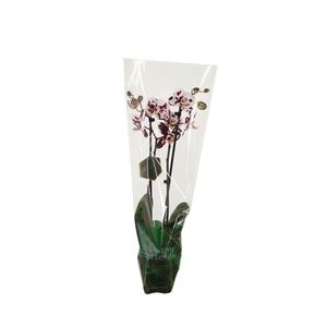 Signature Phal Polka Doth 2T16+