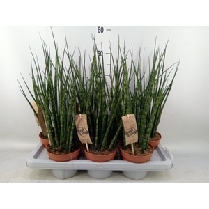 Sansevieria  'Fernwood'