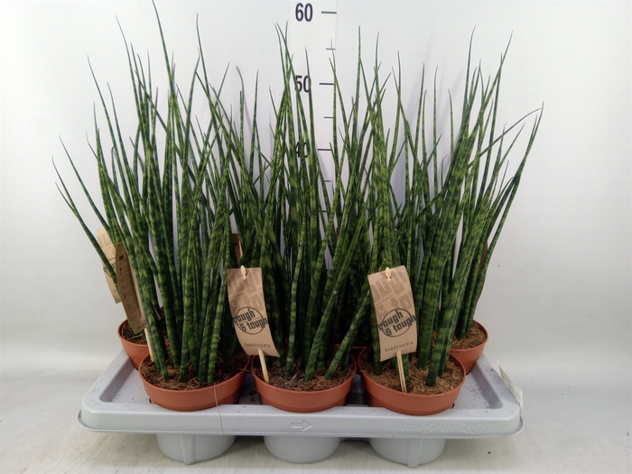 <h4>Sansevieria  'Fernwood'</h4>