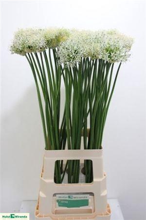 <h4>Allium Mount Everest</h4>