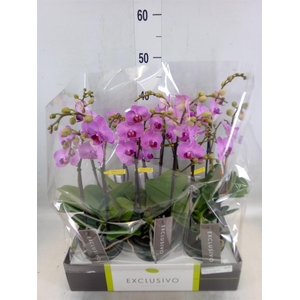 Phalaenopsis multi.   ...rose