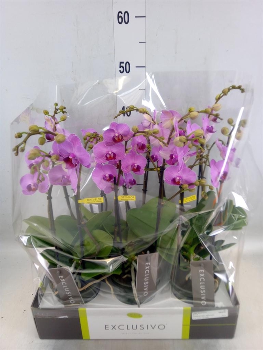 <h4>Phalaenopsis multi.   ...rose</h4>