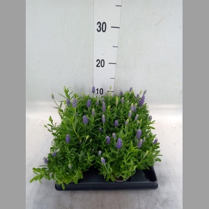 Lavandula   ...