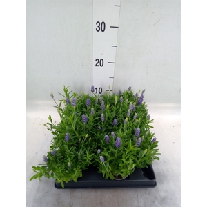 Lavandula   ...