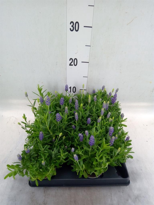 <h4>Lavandula   ...</h4>