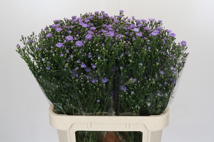 <h4>AST CASSANDRA</h4>