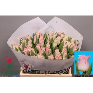 TU CO CROWN  DYNASTY