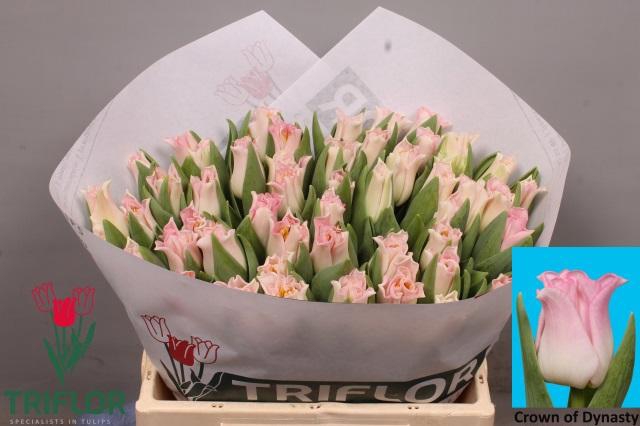 <h4>TU CO CROWN DYNASTY</h4>