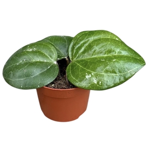 Hoya Sarawak Cream