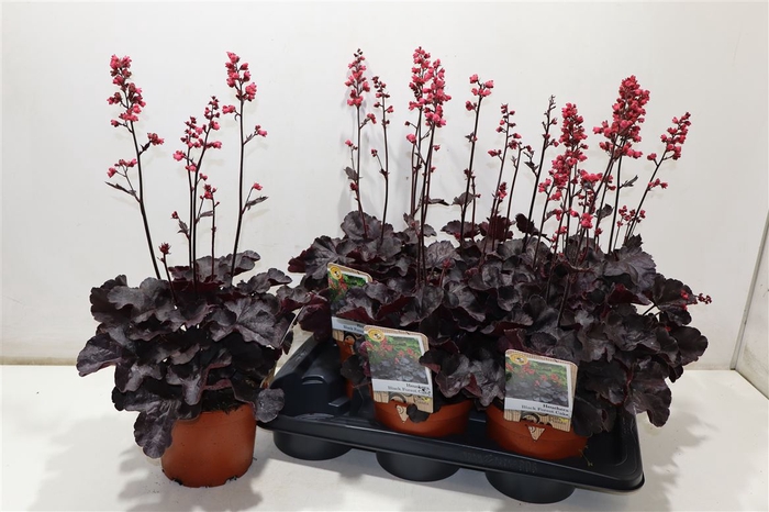 <h4>Heuch Black Forest Cake</h4>