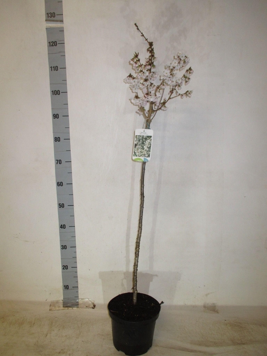 <h4>PRUN BRILLANT</h4>