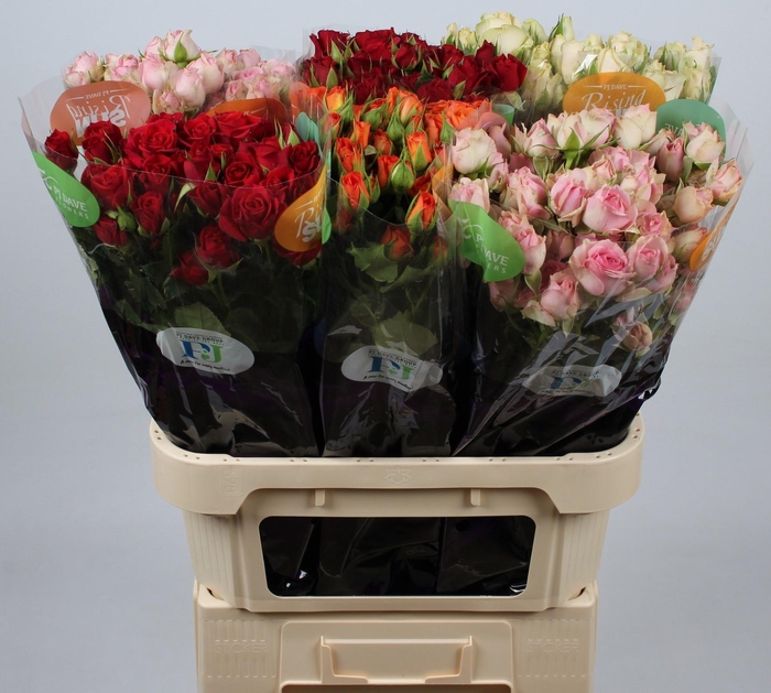 <h4>R TR GEM IN FUST</h4>