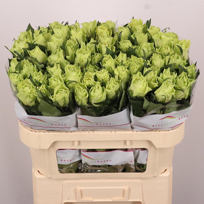 <h4>R GR CAMOUFLAGE!</h4>