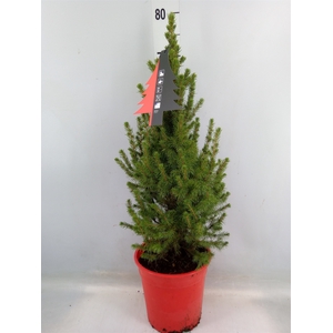 Picea glauca 'Conica'