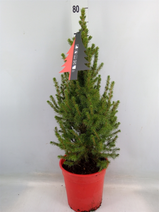 <h4>Picea glauca 'Conica'</h4>