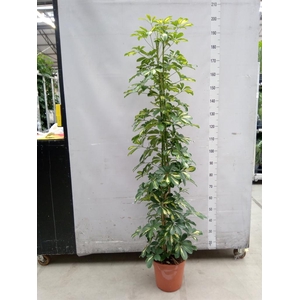 Schefflera arbor. 'Gold Capella'