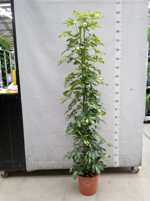 <h4>Schefflera arbor. 'Gold Capella'</h4>