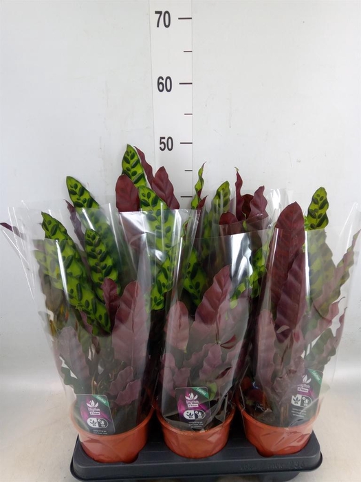 <h4>Calathea lancifolia</h4>