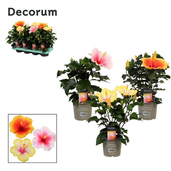 Decorum Hibiscus Tutti Frutti mix 13cm