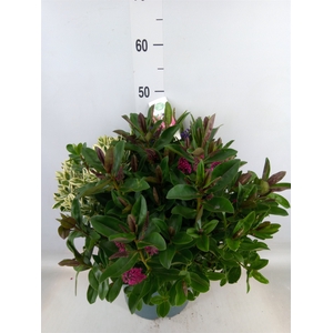 Hebe  'Addenda'   ...mix in pot