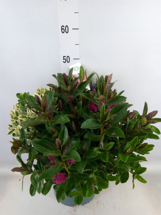 <h4>Hebe  'Addenda'   ...mix in pot</h4>