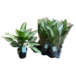 Aglaonema 'Silver Bay'