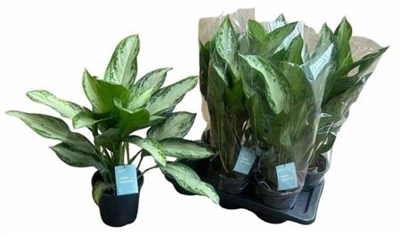 <h4>Aglaonema 'Silver Bay'</h4>